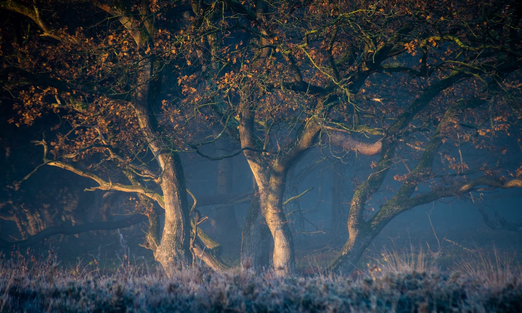Mijn fotoboek: Waar Licht Ontstaat